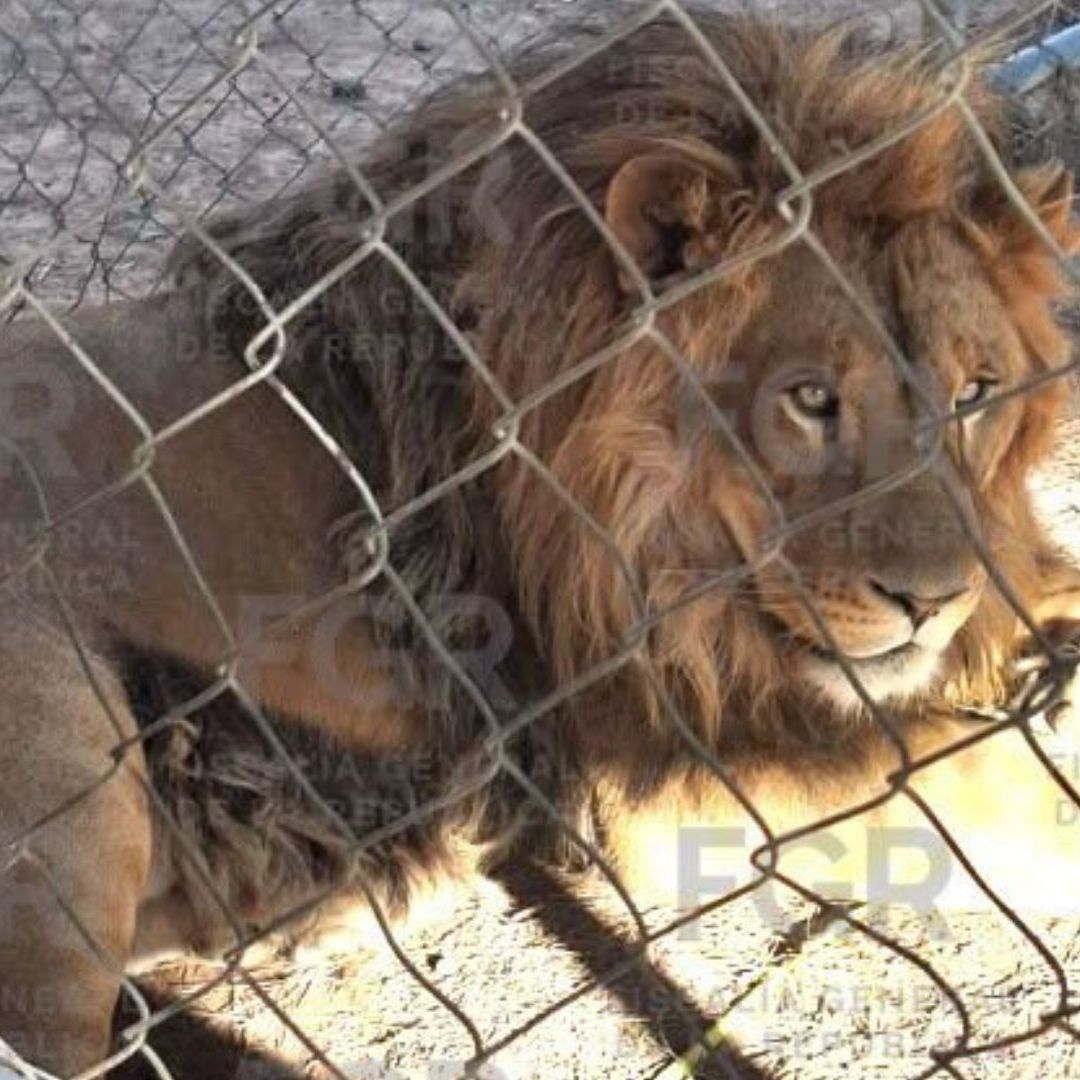 Hallan Leones en Cateo Federal